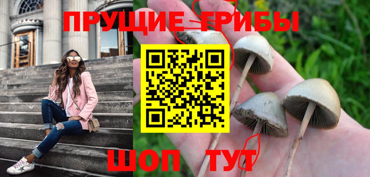 Алексеевка  Галлюциногенные грибы Cubensis  Вход с VPN 